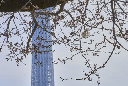 桜開花！