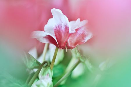 bicolor -pink × green-