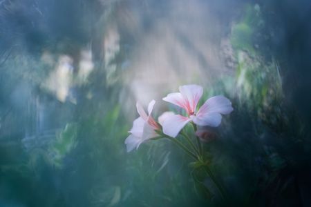 geranium in the forest 〜偶然の出会い〜
