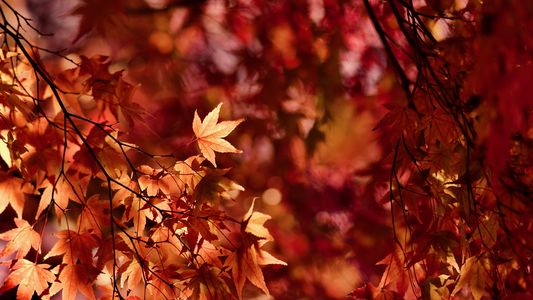 viewing of autumn leaves