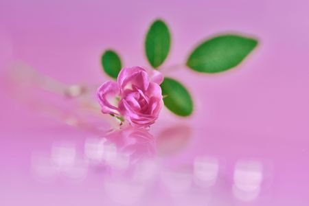 let's make it pink! 〜姫薔薇〜