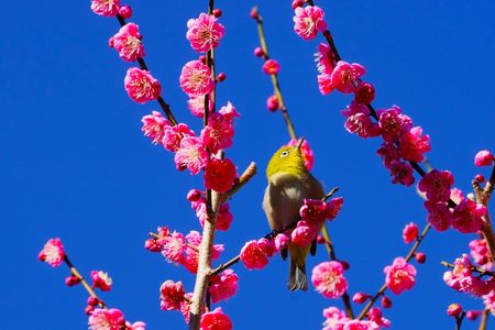 香りに誘われて