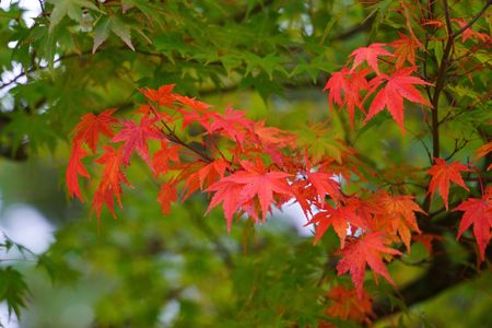 紅葉の始まり