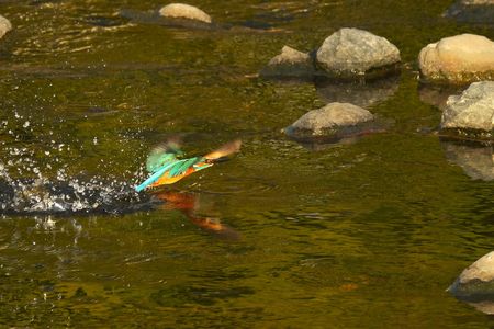 水面から飛び立つ