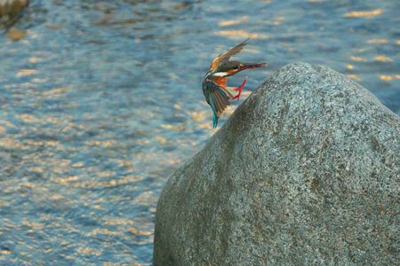 着地寸前のカワセミ