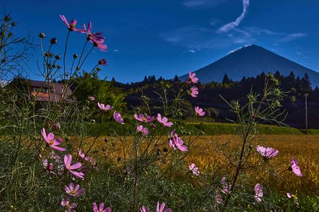 富士山とコスモス