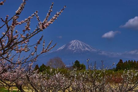梅と富士
