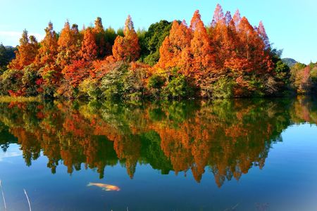 秋彩の森