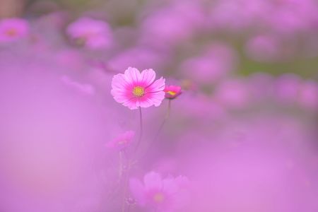 コスモス　穏やかな秋のひととき