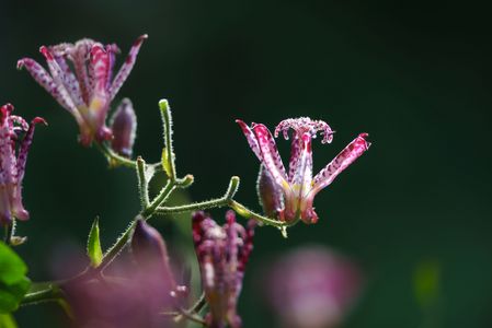 ホトトギス粛々と咲く秋の庭