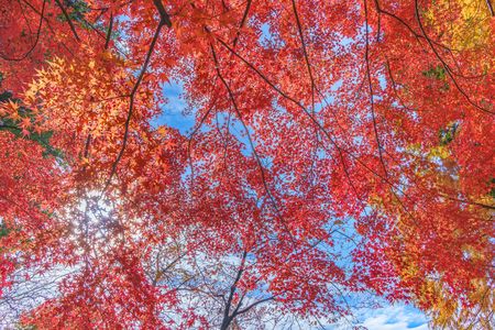 上を向いて歩こう