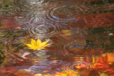 水の上にも織る錦