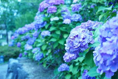 梅雨時の紫陽花