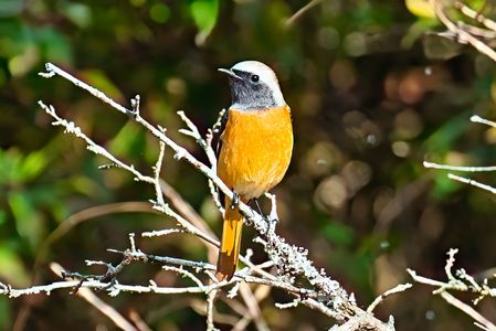 #ジョウビタキ#♂