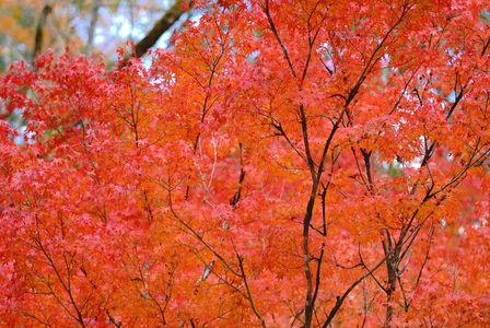 紅葉狩り