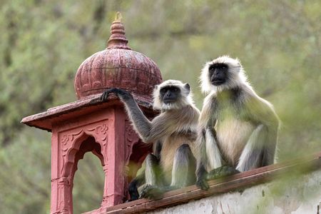 ボクたちが守る　（ランタンボール遺跡群）