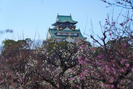 大阪城と梅のコラボ
