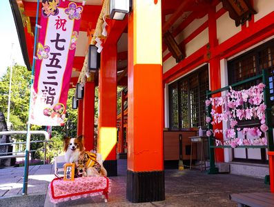 七五三詣り行ってきました