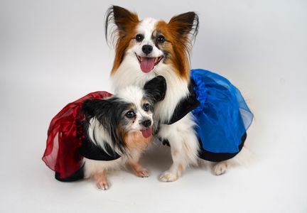 ドックカフェにて