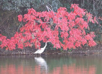 世界遺産の紅白