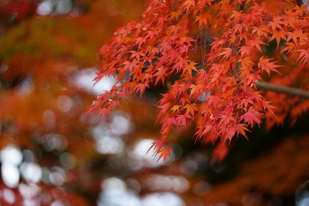 紅葉 真っ盛り