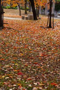 落ち葉の絨毯
