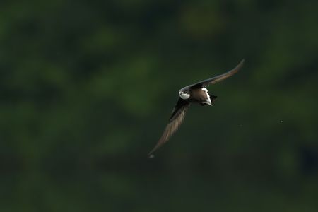 ハリオアマツバメ