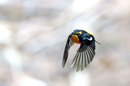キビタキ　飛び出し