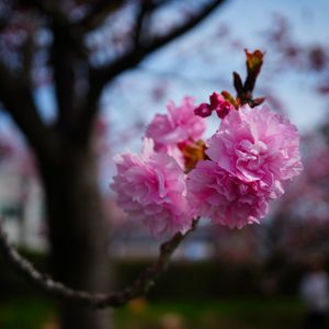造幣局広島支局　花のまわりみち　八重桜