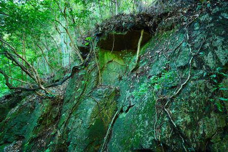 岩にも負けない根