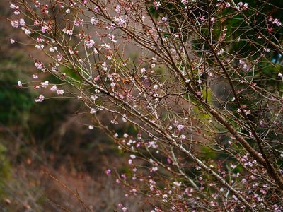 寒桜