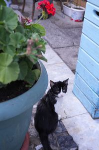 日陰のハチワレ