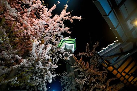 桜in函館