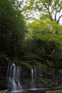 千条(ちすじ)の滝