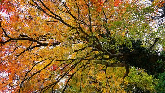 大きな木を見上げて