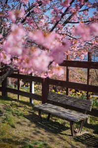 河津桜とベンチ