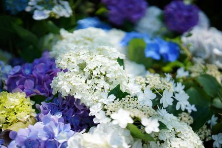 カラフル紫陽花