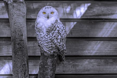 シロフクロウ