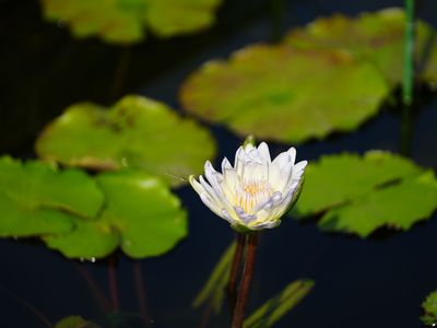 スイレンと蜻蛉