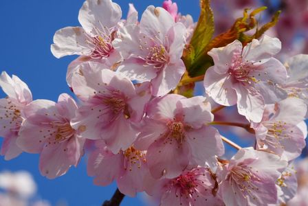 河津桜　風静かに