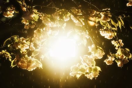 雨の夜桜