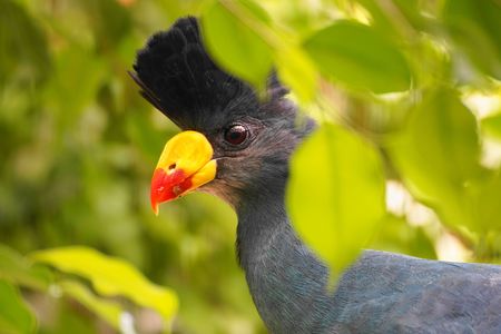 警戒心と好奇心　#生きもの_一般#