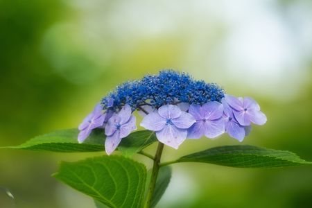 紫陽花を望遠で　#フラワー2025#