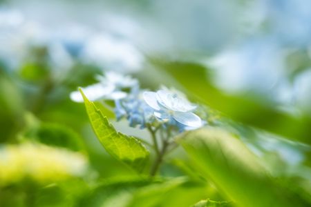 隙間から　#フラワー2025#