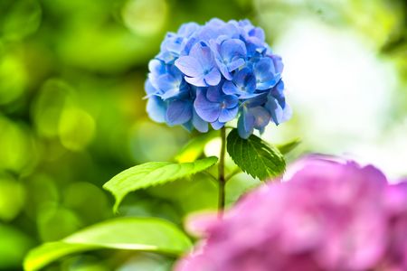 独り立ち　#フラワー2025#