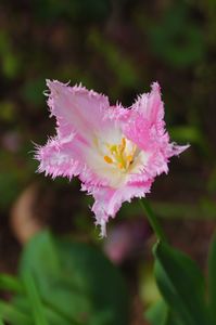 フリンジ咲のピンク（チューリップ）