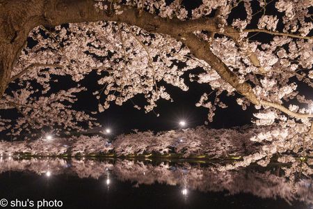 桜の夜景(5)