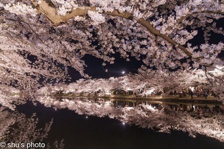 桜の夜景(6)