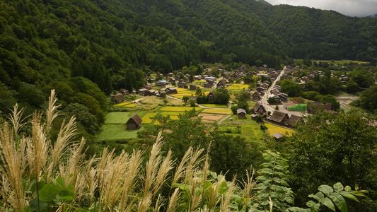 ススキの季節 -白川郷-