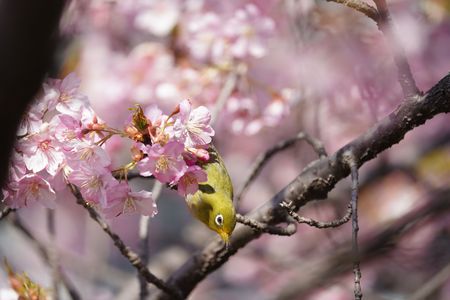 河津桜